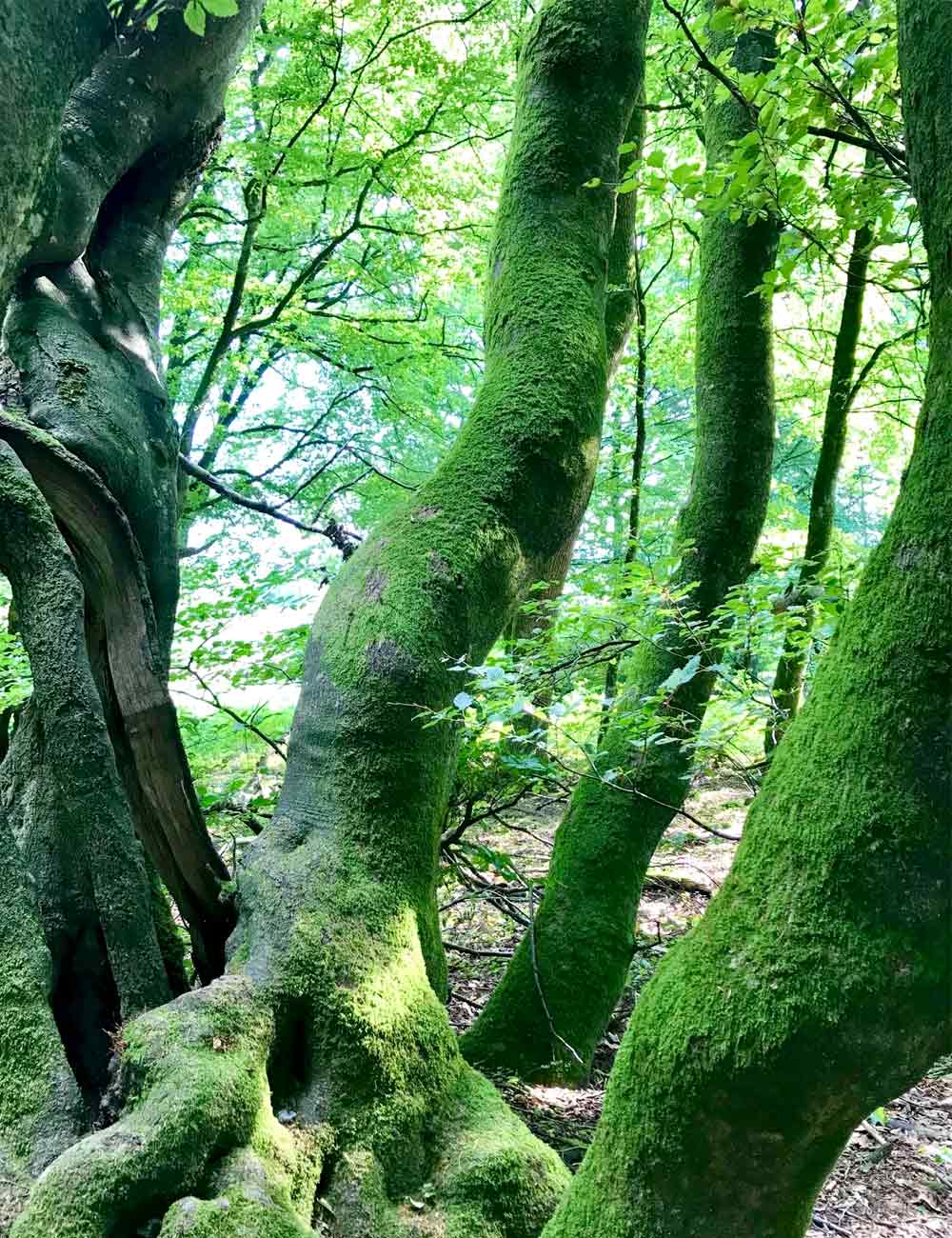 トロルの森と呼ばれる、くねって苔が生えた木が有名なエリア